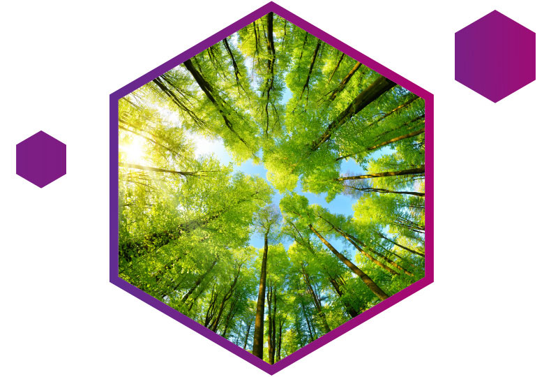 An image of a forest from the perspective of the ground looking up into the tree canopy